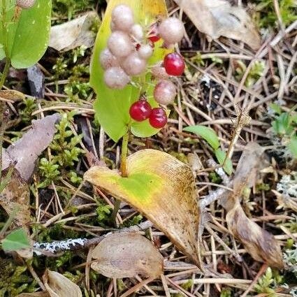 Maianthemum canadense Fruit