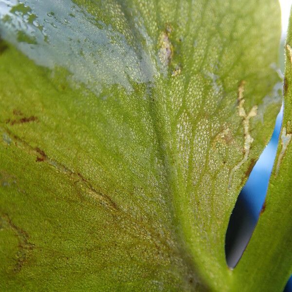 Ceratopteris cornuta Leaf