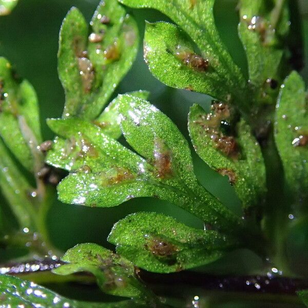 Asplenium abyssinicum Leaf