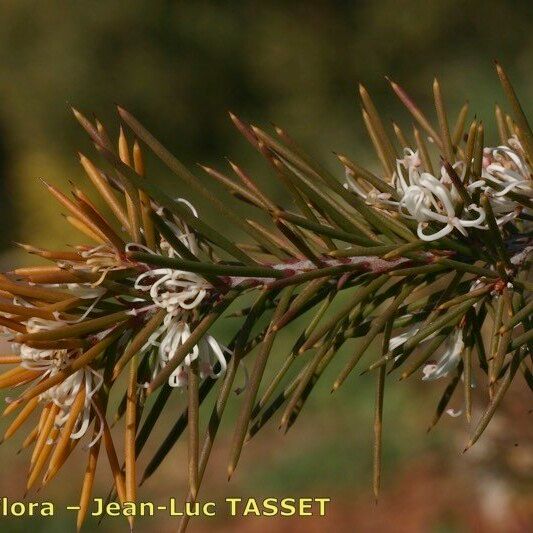 Hakea sericea Other