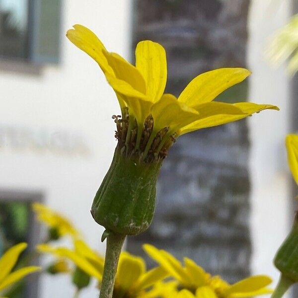 Farfugium japonicum Flower