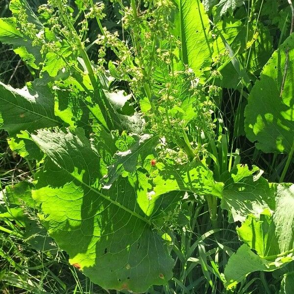 Rumex confertus Hábito