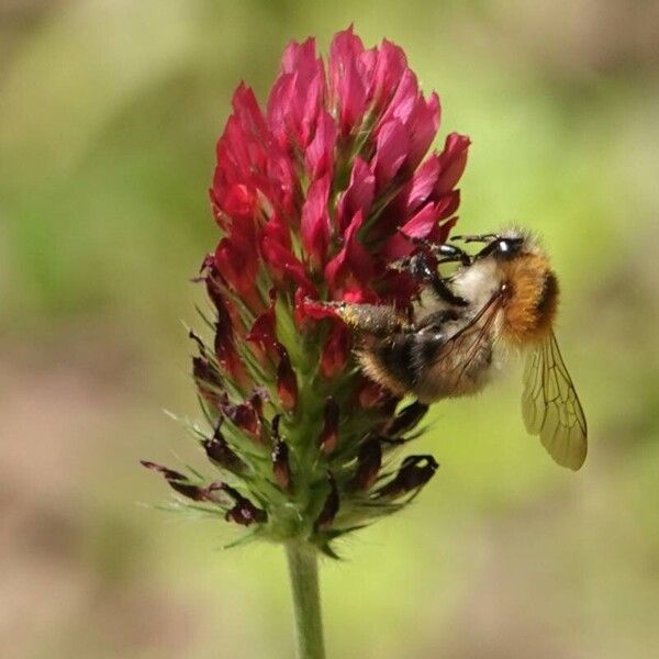 Trifolium incarnatum फूल