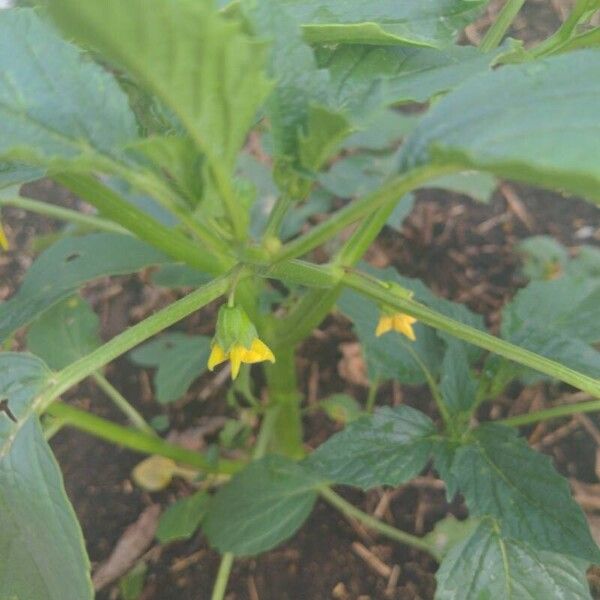 Physalis philadelphica Blüte