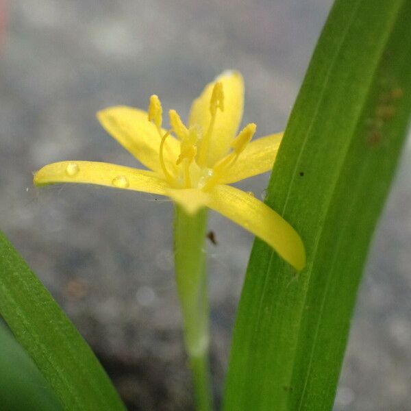 Hypoxis decumbens Çiçek