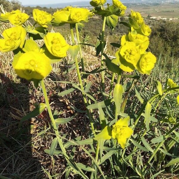 Euphorbia serrata (Saw-tooth spurge)