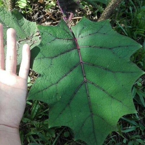 Solanum quitoense Foglia