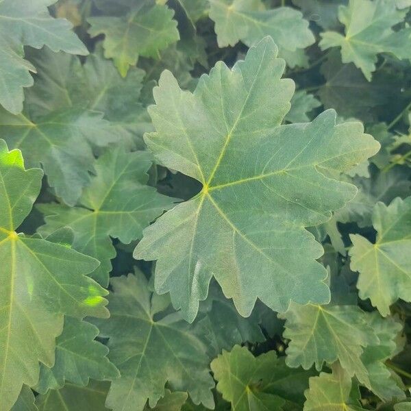 Malva assurgentiflora Leaf