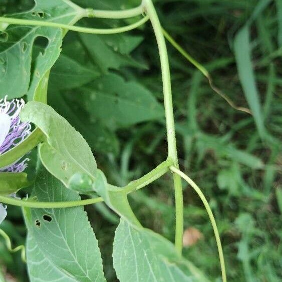 Passiflora incarnata 树皮