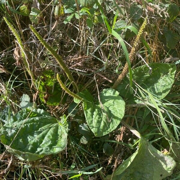 Plantago major Fruit