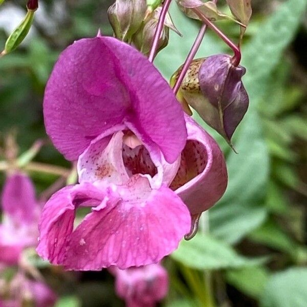 Impatiens glandulifera Flower