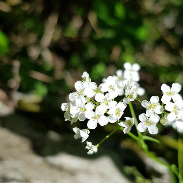 Kernera saxatilis Flor