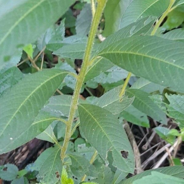 Ludwigia peruviana Leaf