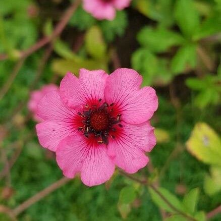 Potentilla nepalensis Flower