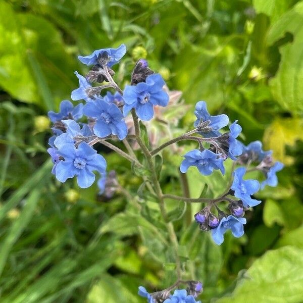 Cynoglossum amabile Foglia