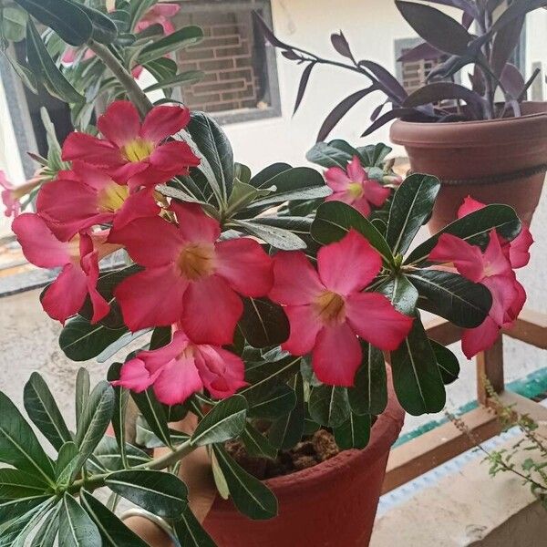 Adenium obesum Žiedas