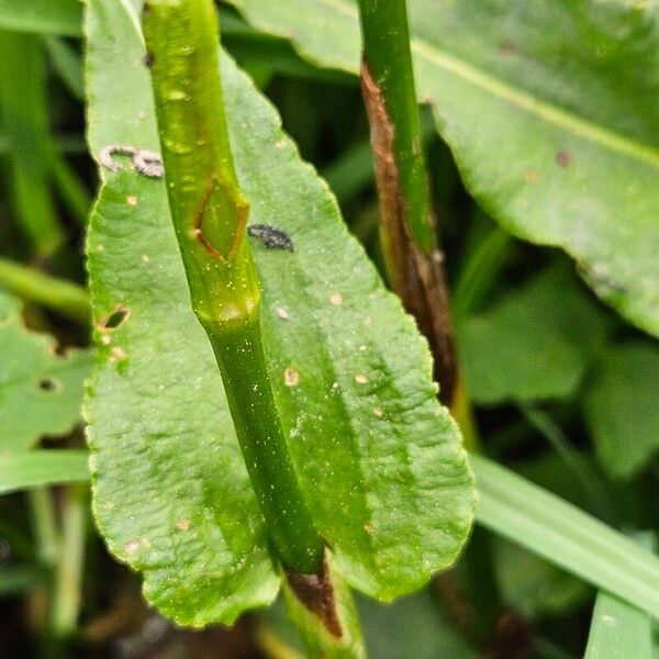 Bistorta officinalis Folla