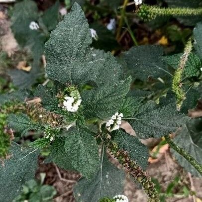 Heliotropium indicum Foglia