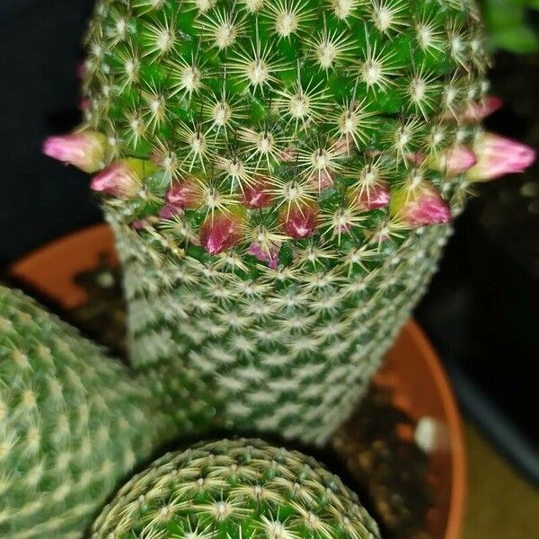 Mammillaria matudae Feuille