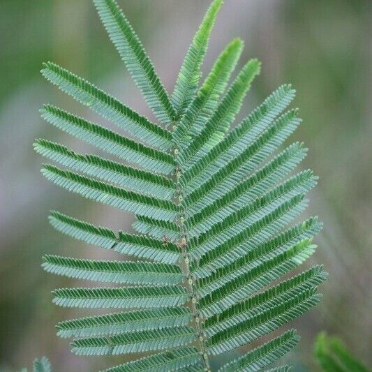 Acacia mearnsii Autre