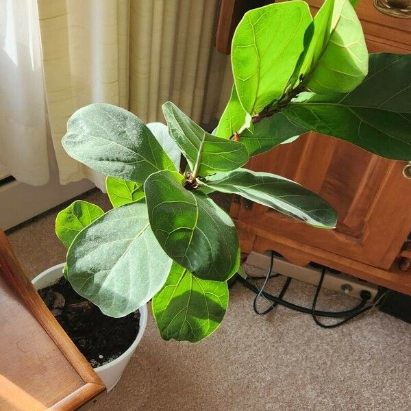 Ficus lyrata Leaf