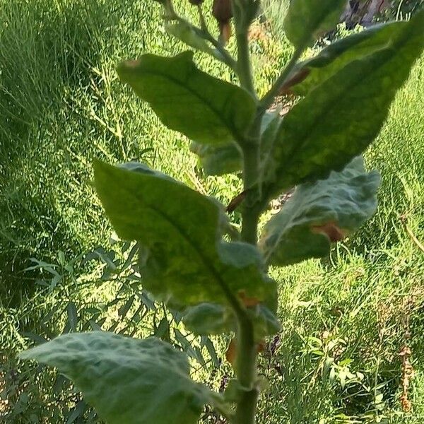 Nicotiana tabacum Fuelha