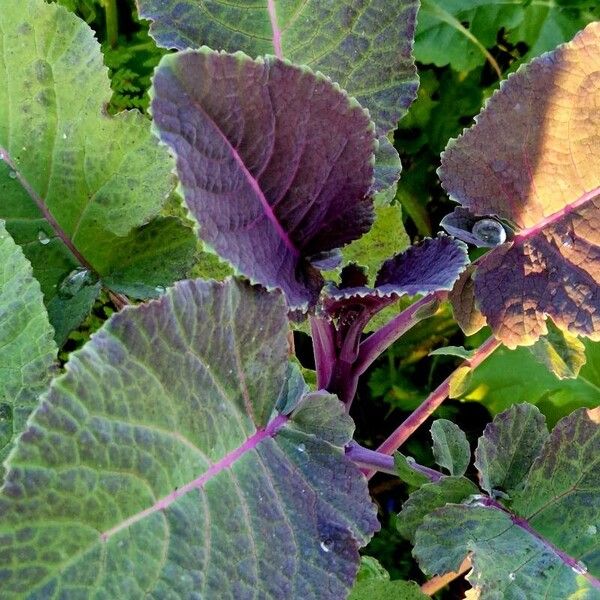 Brassica juncea Συνήθη χαρακτηριστικά