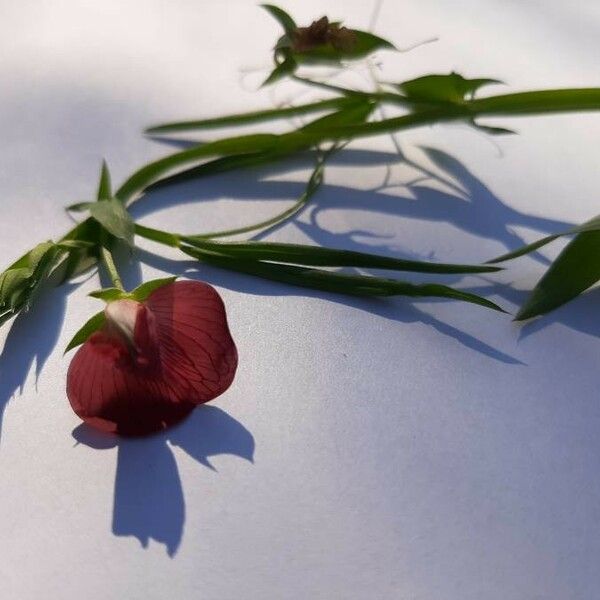Lathyrus setifolius Virág