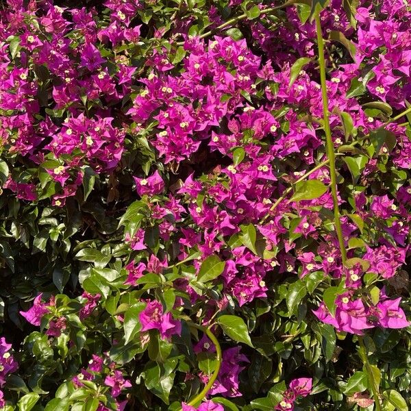 Bougainvillea glabra 花