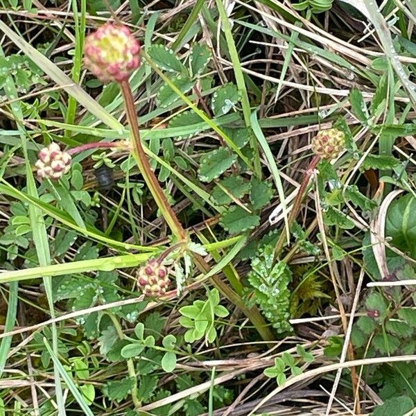 Sanguisorba minor Хабит