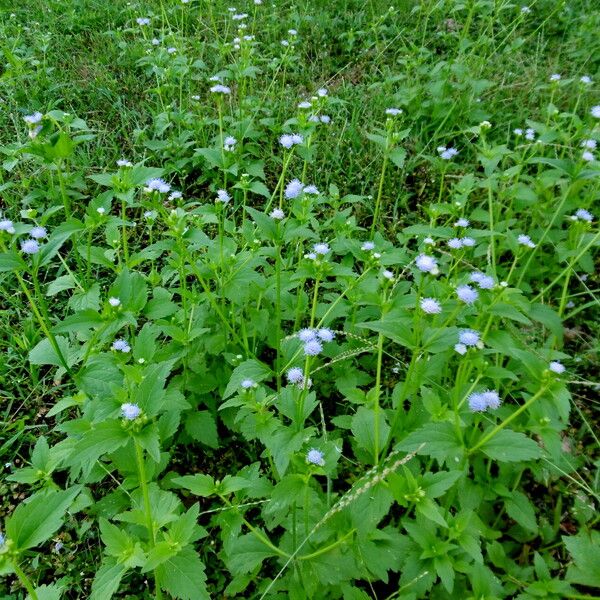 Ageratum conyzoides Floro