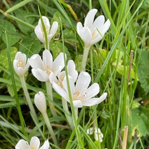 Colchicum alpinum Blüte