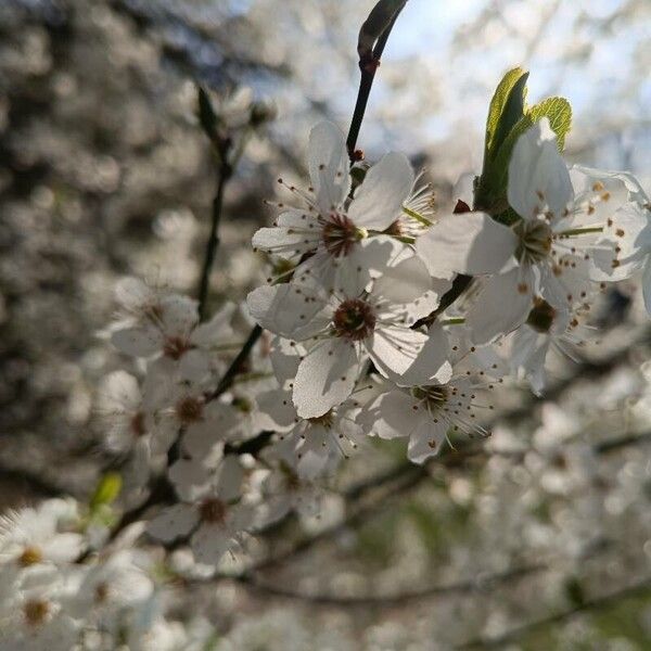 Prunus cerasus Flower