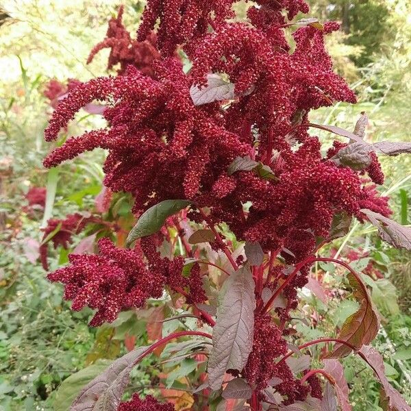 Amaranthus hypochondriacus 花