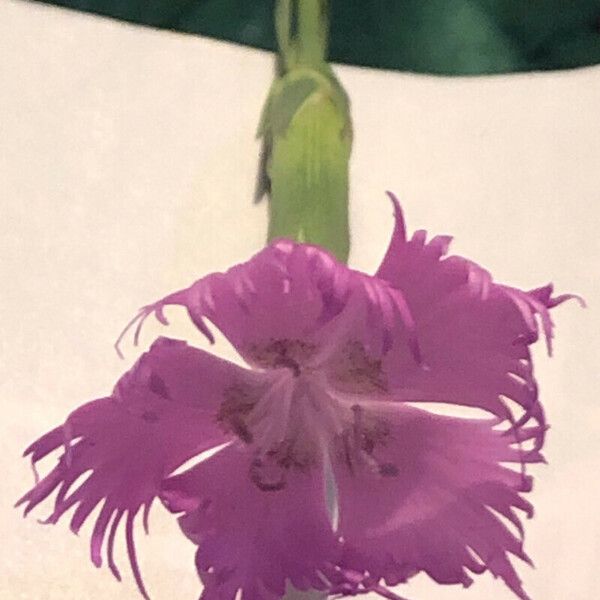 Dianthus hyssopifolius Blodyn