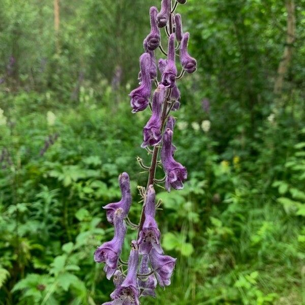 Aconitum septentrionale Blomma