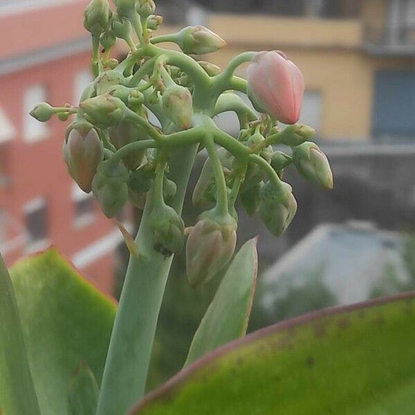 Cotyledon orbiculata Květ