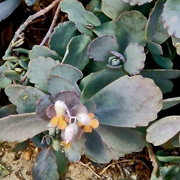 Kalanchoe fedtschenkoi Habitus