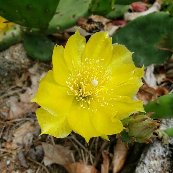 Opuntia humifusa Flower