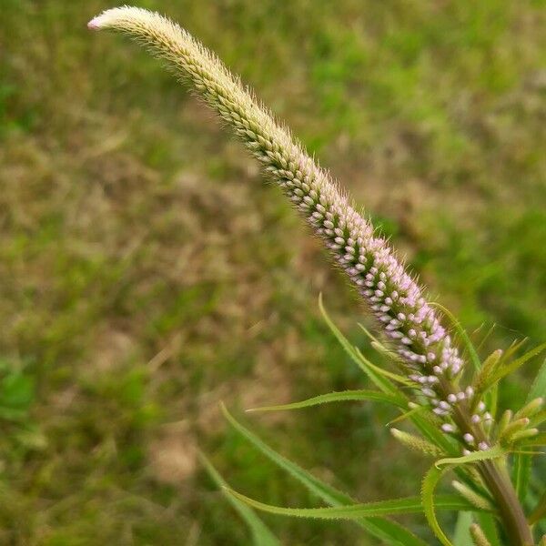 Veronicastrum virginicum Blüte