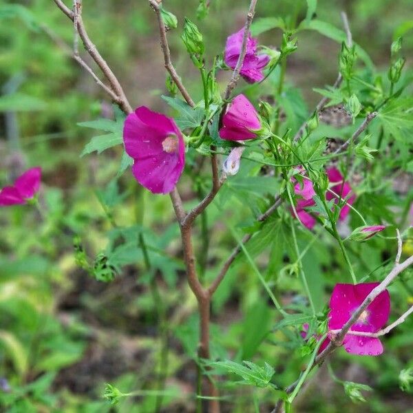 Callirhoe bushii موطن