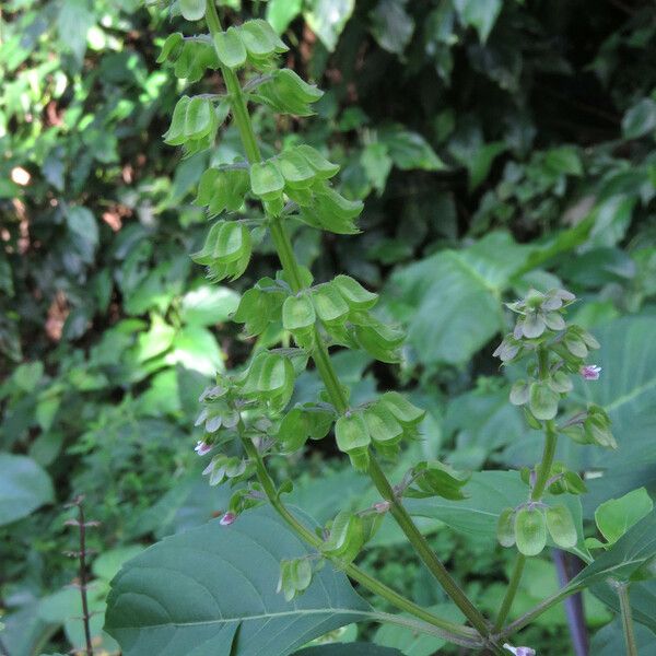 Ocimum campechianum Leaf