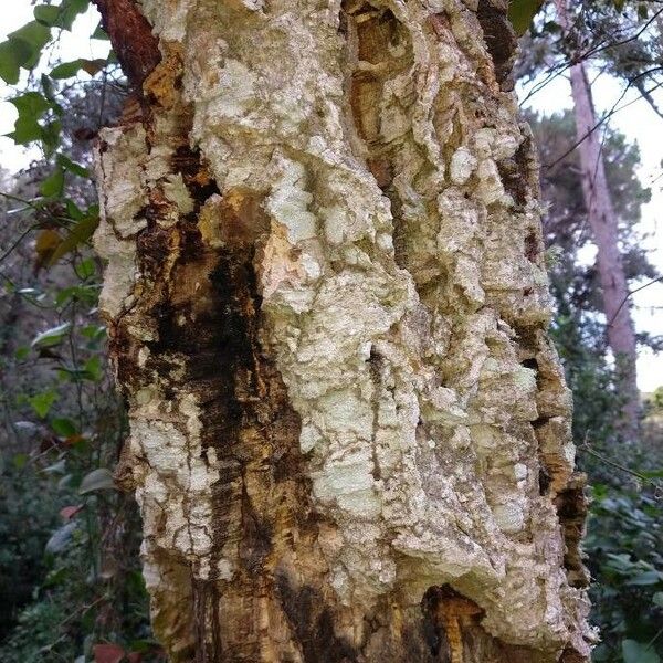 Quercus suber Bark