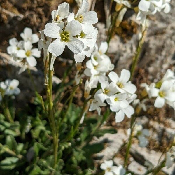 Arabis collina Кветка