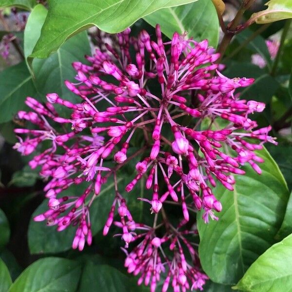 Fuchsia paniculata Cvet