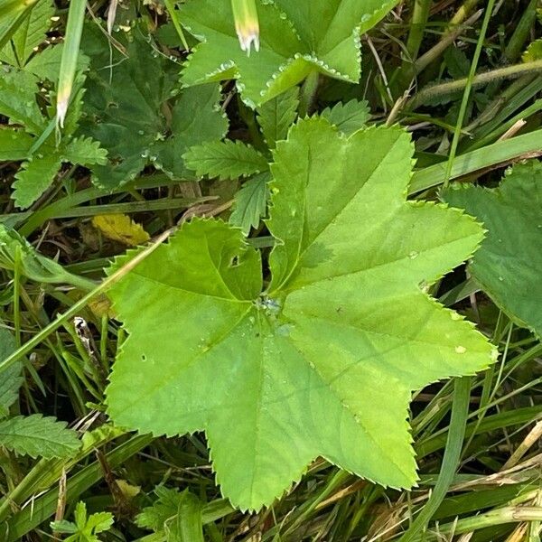 Alchemilla subcrenata Blatt