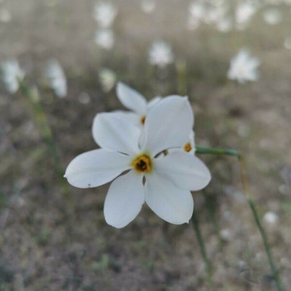 Narcissus serotinus ᱵᱟᱦᱟ