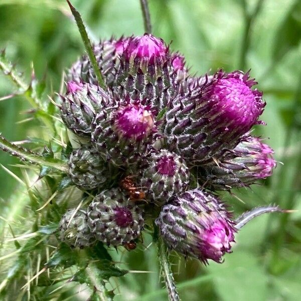 Cirsium palustre 花