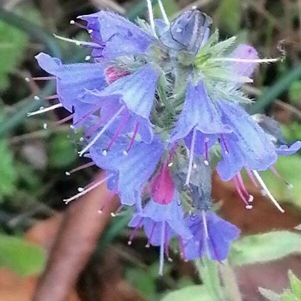 Echium vulgare Blomst