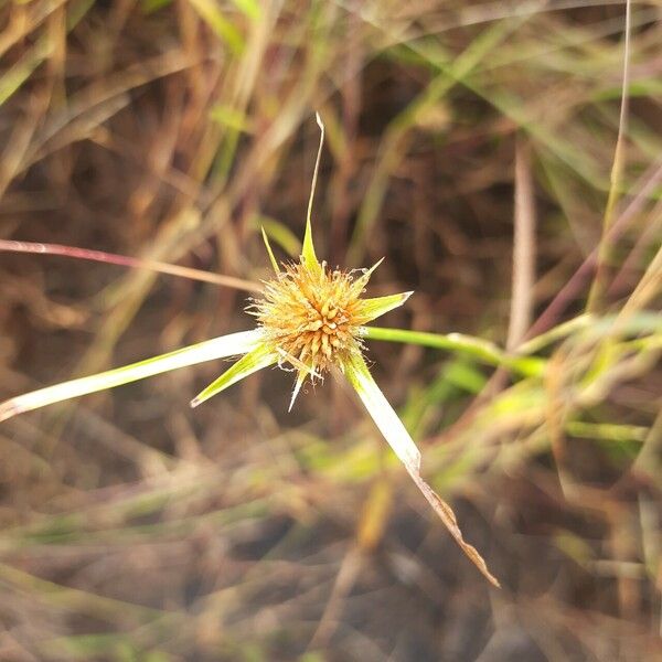 Cyperus mindorensis Кветка